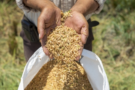 Rice closeup, Ecuador