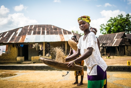 Smallholder farmer harvesting rice in Sierra Leone